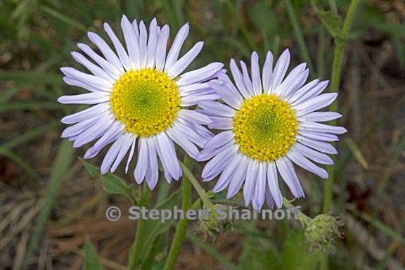 erigeron glacialis var glacialis 20 graphic